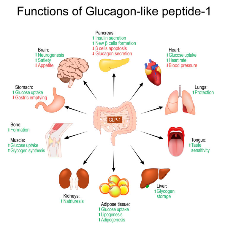 GLP-1 Hormone and Appetite Control