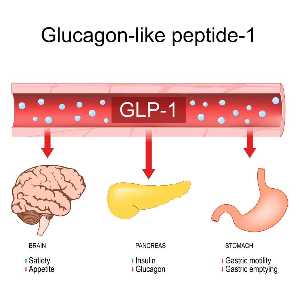 drawing of GLP-1 hormone